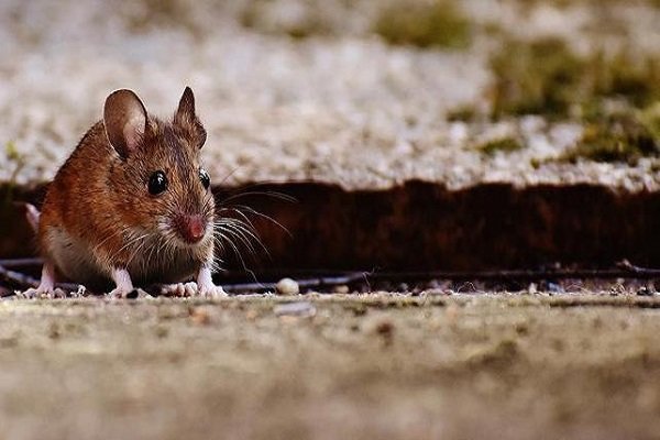 نانوپودر غیرسمی بلای جان موش‌ها